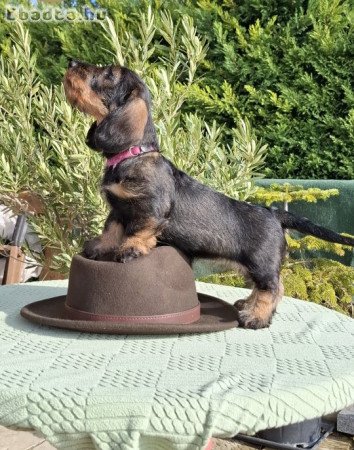 Szálkásszőrű standard tacskó kölykök eladók