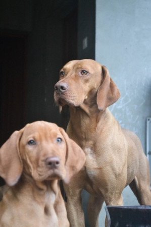 Vizsla