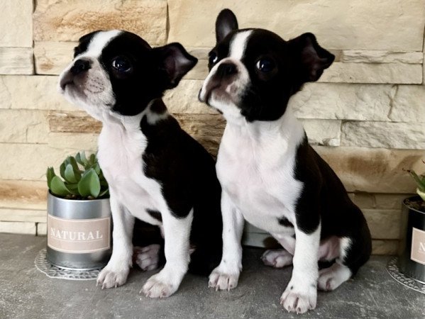 Boston terrier