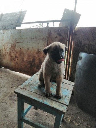 Kangal