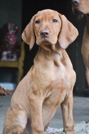Vizsla
