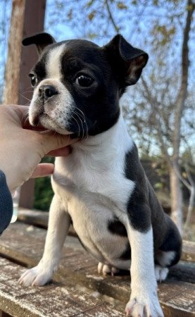 Boston terrier