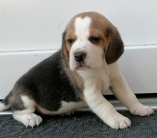 Beagle
