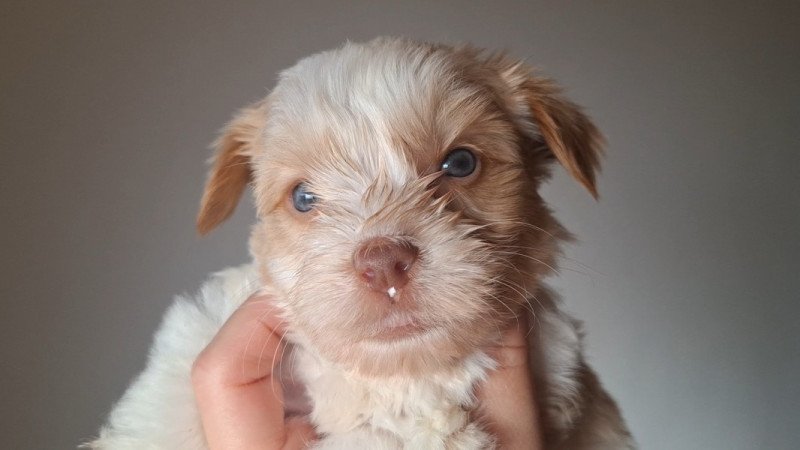 Szines yorkshire terrier