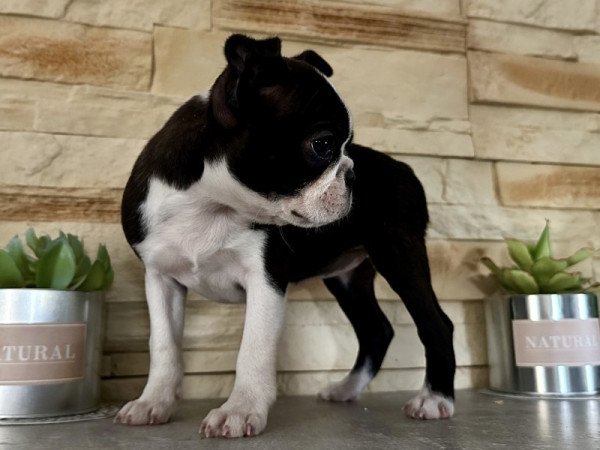 Boston terrier