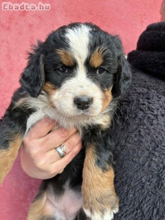 Bernipásztor kiskutyák