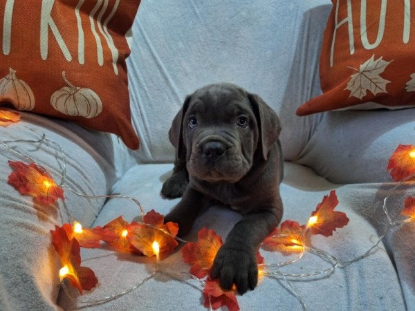 Cane corso