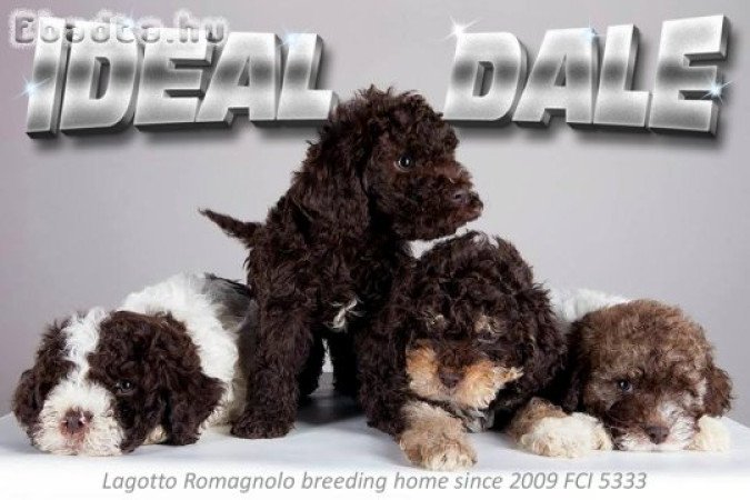 Lagotto Romagnolo kölykök eladók