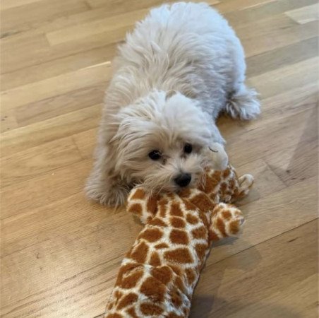 Maltipoo maltai selyem es torpe uszkar