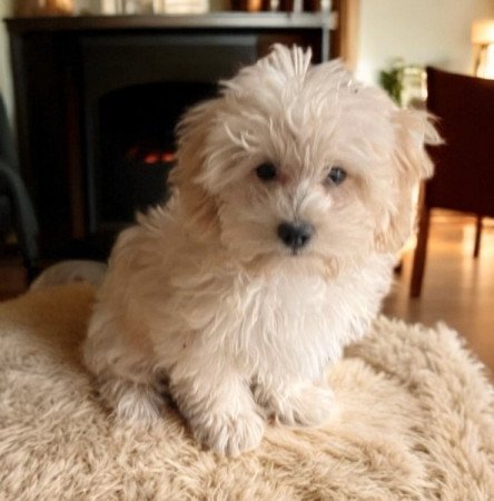 Maltipoo maltai selyem es torpe uszkar
