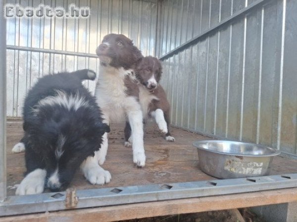 Border collie fajtajellegű kiskutyák