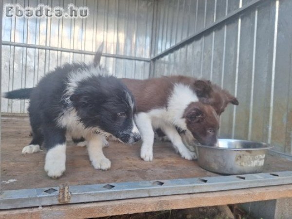 Border collie fajtajellegű kiskutyák