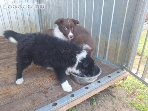 Border collie fajtajellegű kiskutyák