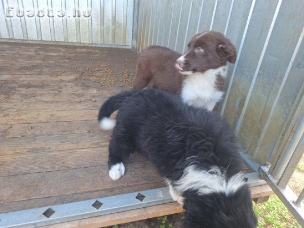 Border collie fajtajellegű kiskutyák