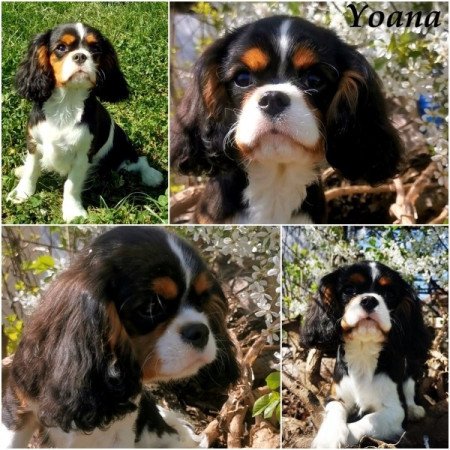 cavalier king charles spániel