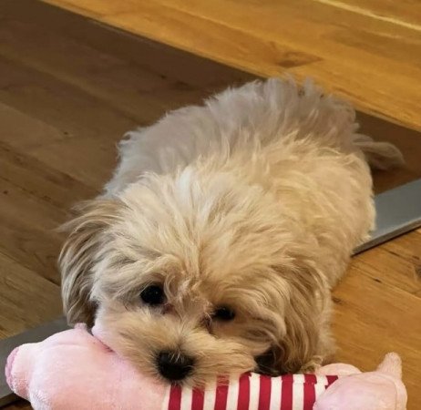 Maltipoo maltai selyem es torpe uszkar