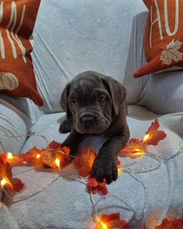 Cane corso