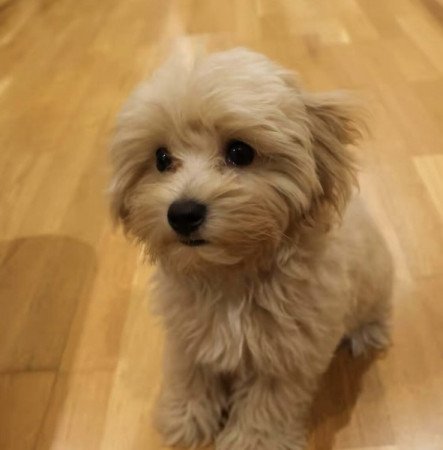 Maltipoo maltai selyem es torpe uszkar