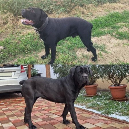 Cane corso