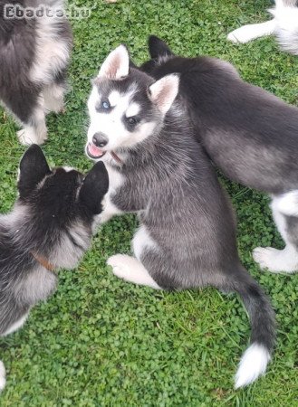 Husky fajtatiszta jellegű kiskutya költözne