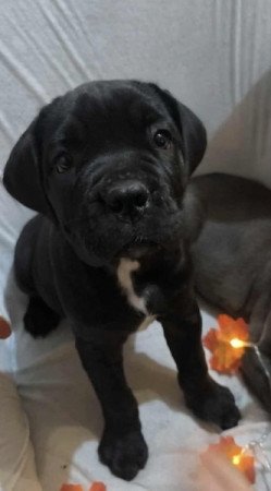 Cane corso