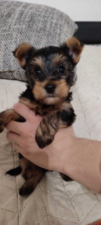 yorkshire terrier