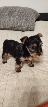 yorkshire terrier