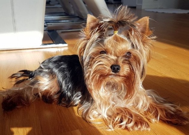 Yorkshire terrier