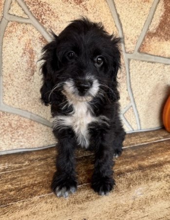 Cockapoo (spániel & uszkár)