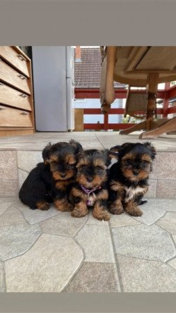 Yorkshire terrier