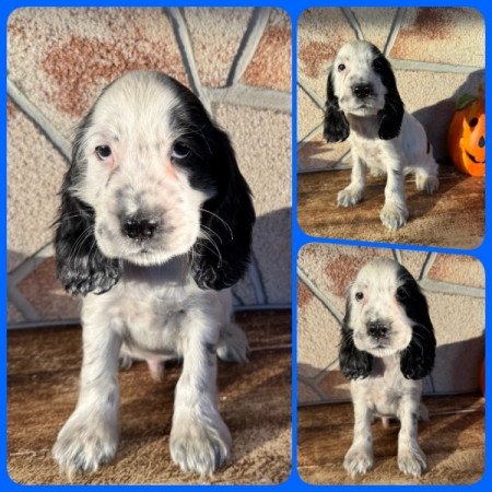 Angol cocker spániel