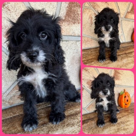 Cockapoo (spániel & uszkár)