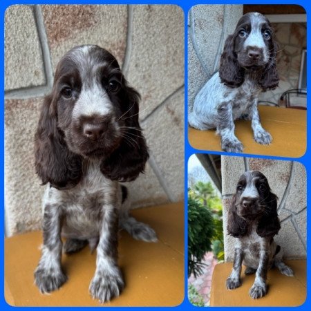 Angol cocker spániel