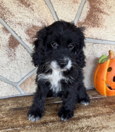 Cockapoo (spániel & uszkár)