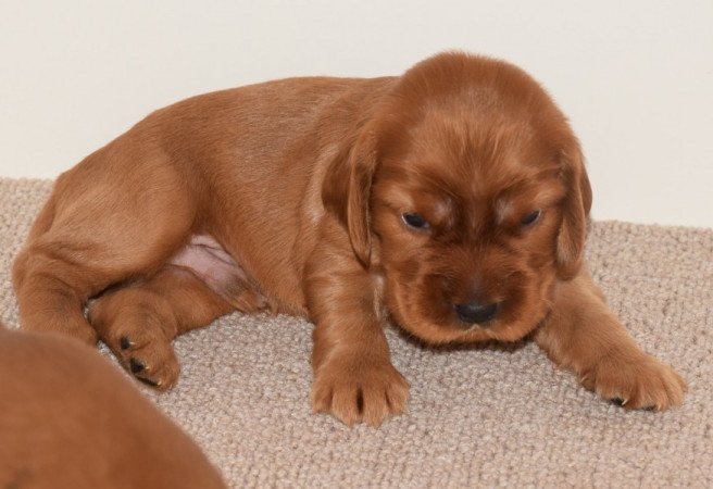 Angol Cocker Spániel