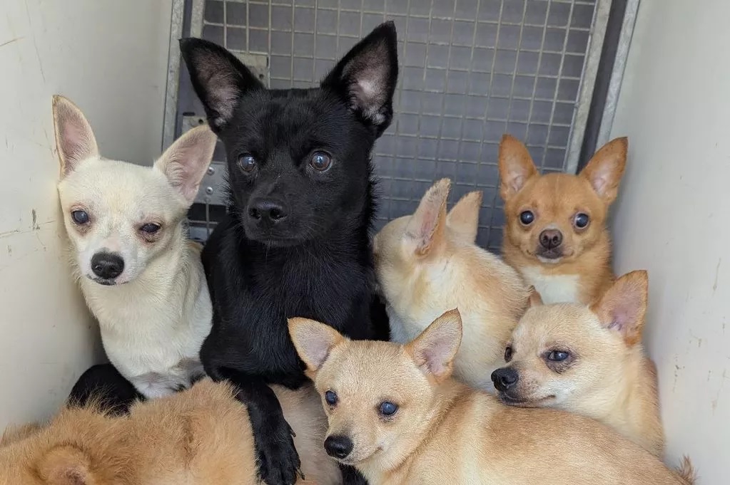 80 kutyát mentettek ki egy mocskos házból