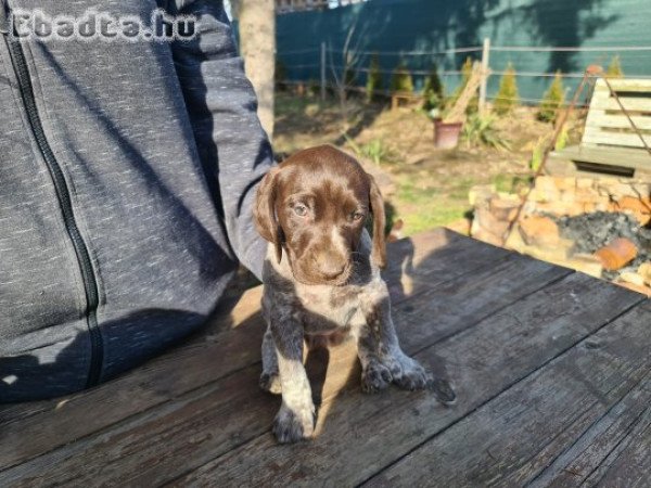 Rövidszőrű német vizsla kiskutyák eladók