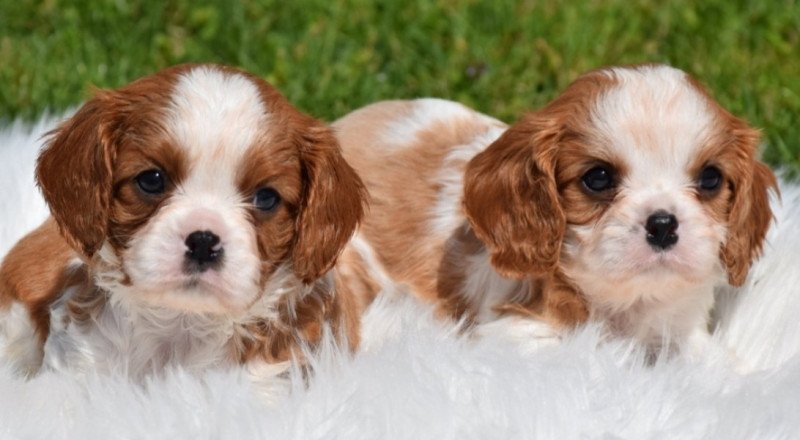 Cavalier King Charles Spániel