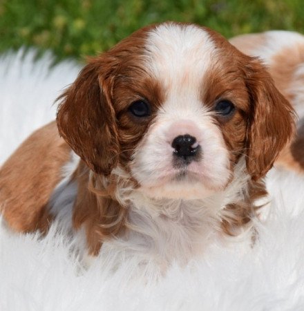 Cavalier King Charles Spániel