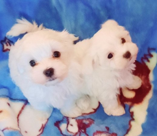 Bichon Havanese