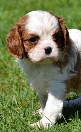 Cavalier King Charles Spániel