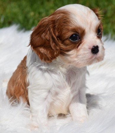 Cavalier King Charles Spániel