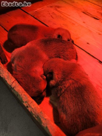 Shiba Inu eladó kiskutyák