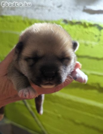 Shiba Inu eladó kiskutyák