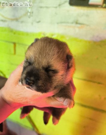 Shiba Inu eladó kiskutyák