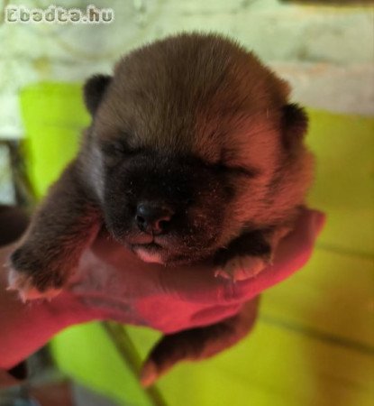 Shiba Inu eladó kiskutyák