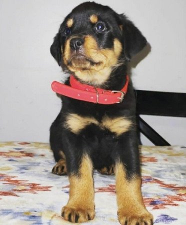 Rottweiler