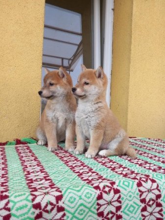 Shiba inu