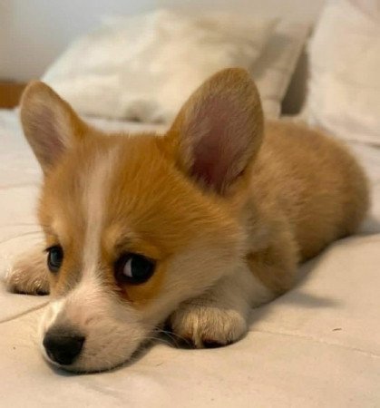 Corgi
