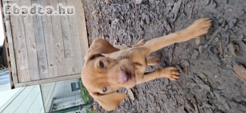 Vizsla kölyök azonnal elvihetö